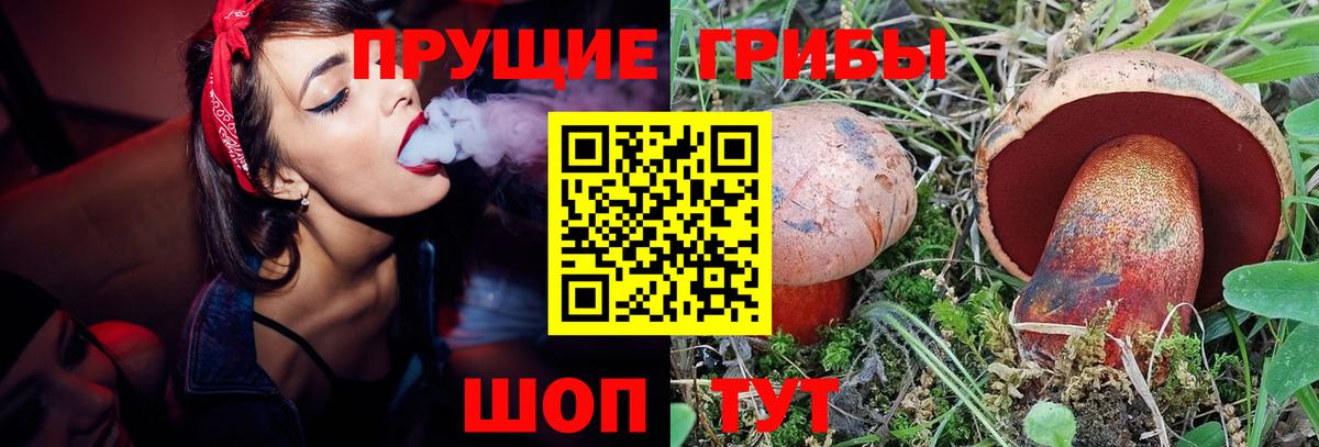 Галлюциногенные грибы Psilocybine cubensis Владимир